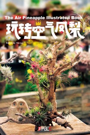 玩转空气凤梨